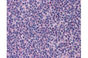 Anti-PML antibody IHC of human spleen. (PML anticorps  (AA 588-637))