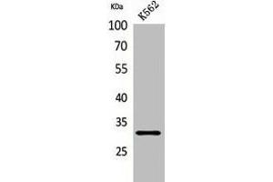 Western Blot analysis of K562 cells using VDAC1 Polyclonal Antibody.