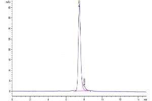 The purity of Mouse TNFRSF11A is greater than 95 % as determined by SEC-HPLC. (TNFRSF11A Protein (AA 31-214) (Fc Tag))