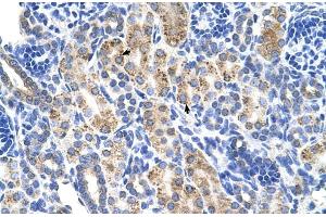 Human kidney (ALDH3A2 anticorps  (C-Term))