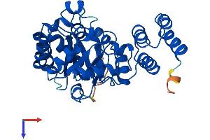 AlphaFold protein structure predicition of Mouse Recombinant Dus4l Protein, UniprotID Q32M08