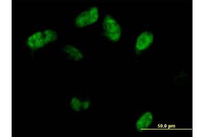 Immunofluorescence of purified MaxPab antibody to SAMHD1 on HeLa cell. (SAMHD1 anticorps  (AA 1-626))