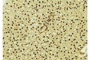 ABIN6277179 at 1/100 staining Mouse liver tissue by IHC-P. (DLGAP5 anticorps  (N-Term))