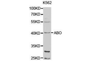 Western Blotting (WB) image for anti-Histo-blood group A transferase (ABO) antibody (ABIN1870743) (ABO anticorps)