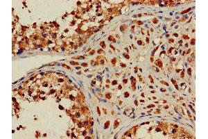 Immunohistochemistry of paraffin-embedded human testis tissue using ABIN7155369 at dilution of 1:100 (HIST2H2AC anticorps  (AA 2-129))