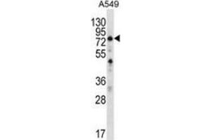 Western blot analysis in A549 cell line lysates (35ug/lane) using SPATA7 / HSD3  Antibody (C-term). (SPATA7 anticorps  (C-Term))