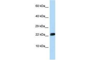 Image no. 1 for anti-Ring Finger Protein 11 (RNF11) (N-Term) antibody (ABIN6748035)