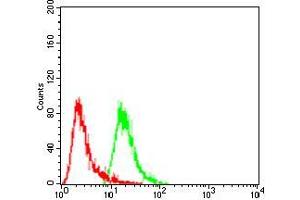 Flow cytometric analysis of A549 cells using HSPB2 mouse mAb (green) and negative control (red).