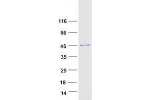 Validation with Western Blot