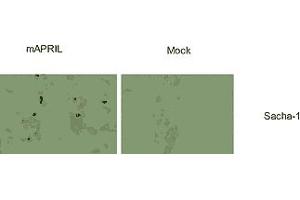 Immunostaining of  cells transfected with a murine APRIL expression plasmid (left panels), or mock transfected (right panel). (TNFSF13 anticorps  (AA 16-108, AA 105-250))