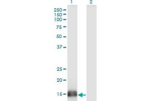 Western Blot analysis of SUMO2 expression in transfected 293T cell line by SUMO2 monoclonal antibody (M06), clone 2H8.