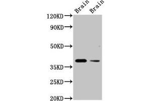 Western Blot Positive WB detected in: Rat brain tissue, Mouse brain tissue All lanes: TAAR5 antibody at 3 μg/mL Secondary Goat polyclonal to rabbit IgG at 1/50000 dilution Predicted band size: 39 kDa Observed band size: 39 kDa (TAAR5 anticorps  (AA 1-34))