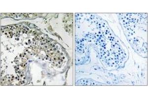 Immunohistochemistry analysis of paraffin-embedded human testis tissue, using PPP1R1C Antibody. (PPP1R1C anticorps  (AA 5-54))