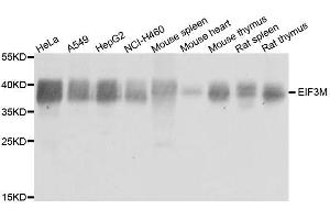 Western blot analysis of extracts of various cell lines, using EIF3M antibody. (Eukaryotic Translation Initiation Factor 3, Subunit M (EIF3M) (AA 1-374) anticorps)