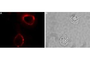 Expression of RAMP1 in rat PC12 cells - Cell surface detection of RAMP1 in intact living rat pheochromocytoma (PC12) cells.