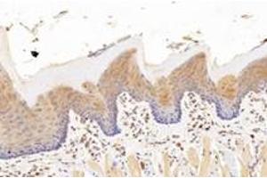 Immunohistochemistry analysis of paraffin-embedded rat tongue using,KCNK7 (ABIN7075149) at dilution of 1: 1200 (KCNK7 anticorps)