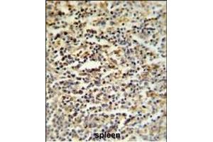 SGF29 Antibody (C-term) (ABIN651333 and ABIN2840193) IHC analysis in formalin fixed and paraffin embedded human spleen tissue followed by peroxidase conjugation of the secondary antibody and DAB staining. (SGF29 anticorps  (C-Term))