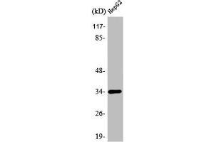 Western Blot analysis of HeLa cells using ATF-1 Polyclonal Antibody