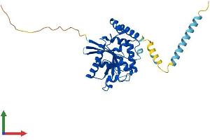 AlphaFold protein structure predicition of Human Recombinant GIMAP1 Protein, UniprotID Q8WWP7