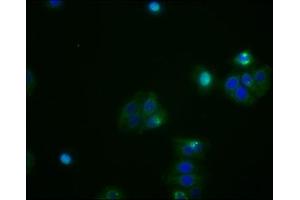 Immunofluorescence staining of HepG2 cells with ABIN7127347 at 1:53, counter-stained with DAPI.