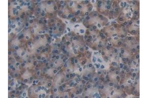 Detection of PDIA4 in Human Pancreas Tissue using Polyclonal Antibody to Protein Disulfide Isomerase A4 (PDIA4)