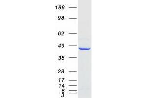 Validation with Western Blot
