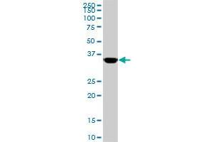 MEOX2 monoclonal antibody (M02), clone 5A6. (MEOX2 anticorps  (AA 1-303))