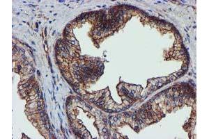 Image no. 10 for anti-Epsin 2 (EPN2) antibody (ABIN1498051) (Epsin 2 anticorps)