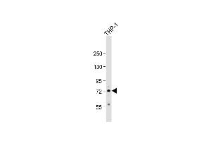 Anti-RNF19B Antibody (Center) at 1:500 dilution + THP-1 whole cell lysate Lysates/proteins at 20 μg per lane. (RNF19B anticorps  (AA 369-398))