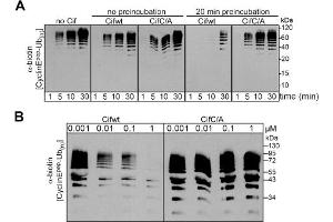 Cif decreases neddylated SCF-mediated substrate polyubiquitylation in vitro. (Biotin anticorps)