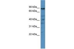 Image no. 1 for anti-phosphodiesterase 8A (PDE8A) (AA 551-600) antibody (ABIN6746531) (PDE8A anticorps  (AA 551-600))