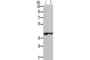 Gel: 8 % SDS-PAGE, Lysate: 40 μg, Lane 1-2: Hela cells, hepg2 cells, Primary antibody: ABIN7131237(STX16 Antibody) at dilution 1/400, Secondary antibody: Goat anti rabbit IgG at 1/8000 dilution, Exposure time: 5 seconds (Syntaxin 16 anticorps)