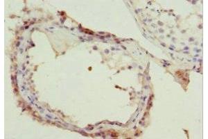 Immunohistochemistry of paraffin-embedded human testis tissue using ABIN7161740 at dilution of 1:100 (NSFL1C anticorps  (AA 1-185))