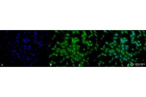 Immunocytochemistry/Immunofluorescence analysis using Rat Anti-TCP1-alpha Monoclonal Antibody, Clone 23c . (TCP1 alpha/CCTA anticorps  (C-Term) (PE))