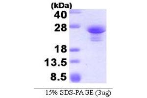 SDS-PAGE (SDS) image for ASF1 Anti-Silencing Function 1 Homolog A (S. Cerevisiae) (ASF1A) (AA 1-204) protein (His tag) (ABIN666758) (ASF1A Protein (AA 1-204) (His tag))
