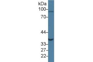 Western Blot; Sample: Human Jurkat cell lysate; Primary Ab: 1µg/ml Rabbit Anti-Human GLRX3 Antibody Second Ab: 0. (GLRX3 anticorps  (AA 10-117))