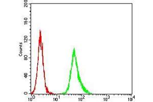 Flow cytometric analysis of Hela cells using ESR1 mouse mAb (green) and negative control (red).