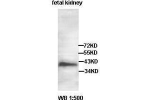 Western blot analysis of fetal kidney lysate, using AADACL2 antibody. (AADACL2 anticorps  (AA 171-378))