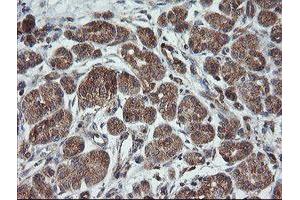 Image no. 9 for anti-Trafficking Protein Particle Complex 4 (TRAPPC4) antibody (ABIN1501265)