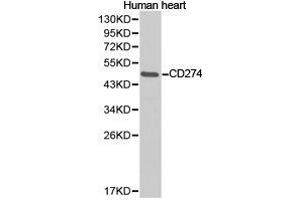 Western Blotting (WB) image for anti-CD274 (PD-L1) antibody (ABIN1871607) (PD-L1 anticorps)