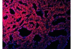 IF analysis of RBM15B using anti-RBM15B antibody (ABIN7600219). (RBM15B anticorps  (AA 164-890))