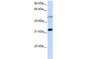 EIF3G antibody used at 1 ug/ml to detect target protein.