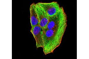Immunofluorescence analysis of SMMC-7721 cells using ATG3 mouse mAb (green). (ATG3 anticorps  (AA 1-100))