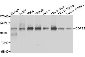 Western blot analysis of extracts of various cell lines, using COPB2 antibody (ABIN5974232) at 1/1000 dilution. (COPB2 anticorps)