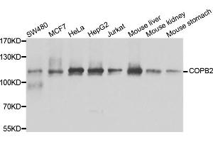 Western blot analysis of extracts of various cell lines, using COPB2 antibody (ABIN5974232) at 1/1000 dilution.