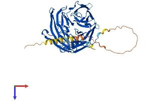 AlphaFold protein structure predicition of Mouse Recombinant Tbl2 Protein, UniprotID Q9R099