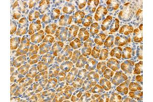ABIN6261178 and ABIN6266526 at 1/100 staining Rat stomach tissue by IHC-P.