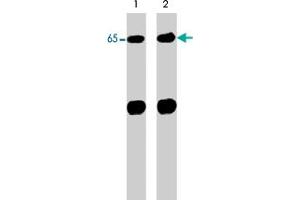 Western blot analysis of control (lane 1) and alkaline phosphatase-treated (AP) (lane 2) neonatal rat brain lysate (20 ug/lane). (Neural Wiskott-Aldrich syndrome protein (WASL) (N-Term) anticorps)