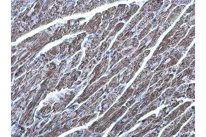 IHC-P Image MDH2 antibody detects MDH2 protein at mitochondria on mouse heart by immunohistochemical analysis. (MDH2 anticorps)