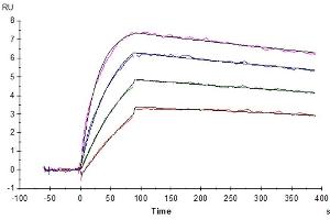 Human IL-31 RA, hFc Tag captured on CM5 Chip via Protein A can bind Cynomolgus IL-31, His Tag with an affinity constant of 0.